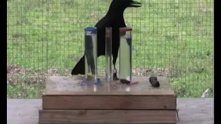 Clever crow uses physics to get its food