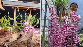 Best simple techniques grafting orchid | Growing orchid on wooden root