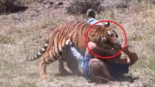 Тигр начал приближаться к парню он потерял сознание. То что случилось дальше поражает!