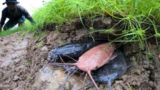 It's amazing fishing! catch underground monster catfish & Redfish in dry season after rain by hand