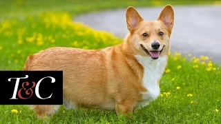 The Queen’s 13-Year-Old Corgi, Holly Has Passed Away | Town & Country