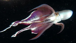 ANILAO : Blackwater Diving 1st-4th May 2024 (TG6) : Nautilus & Blanket Octopus