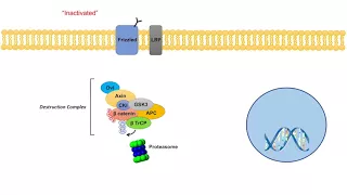 Wnt/β-Catenin Signaling Pathway | Overview, Purpose and APC Mutations