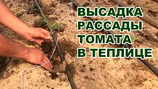 Высадка рассады томата в теплице. Летне-осенний оборот томата (13-07-2018)