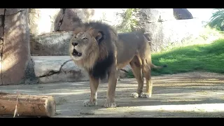 Izu's Last Roar at San Diego Zoo Safari Park.