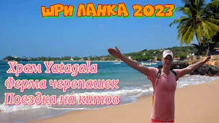 ШРИ ЛАНКА/2023/ЧЕРЕПАШКИ/ХРАМ/КИТЫ