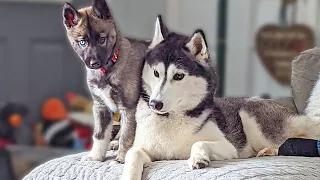 A Day With the Husky Puppy