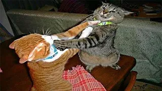 Funny animals -  Funny cats / dogs  - Funny animal videos 2023 -  Part75/Paws Alliance