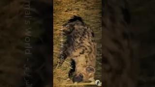 Lion Kills Hyena - Lion King vs 3 Hyenas! Rare KILL! #shorts #short #shortvideo