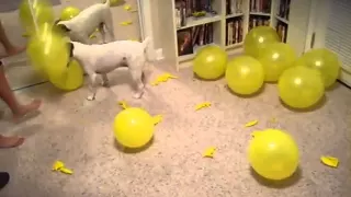 Jack Russell popping balloons