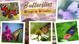 Butterfly Bonanza: Unveiling the Mystical World of these Winged Wonders