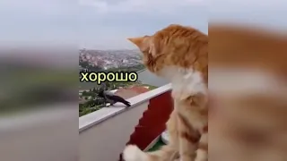 КОТИКИ 2021 | СМЕШНЫЕ КОШКИ И СОБАКИ 2021 | ПРИКОЛЫ С КОШКАМИ И СОБАКАМИ