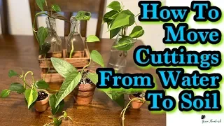 How To Move Plants From Soil To Water | Moving Cuttings From Water To Soil