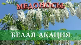 Медоносы: БЕЛАЯ АКАЦИЯ