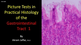 Picture tests in the histology of the gastrointestinal system 1