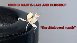 ORCHID MANTIS CARE AND HOUSING!
