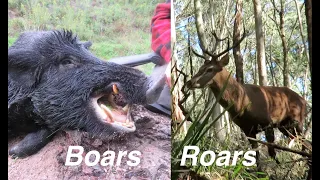 The "Boaring" Roar