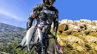 Golden Mullet Hunt vs Spearfishing Croatia October 2023 4K 🇭🇷