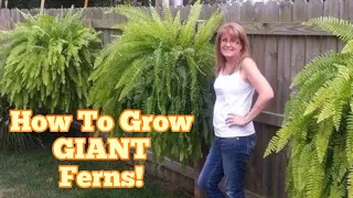 How I Grow Big Giant Ferns | Florida Fern Caterpillar | Channel Changes