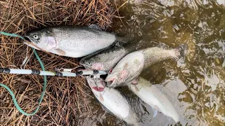 We found the /honey hole/trouts limited Crestline lake Gregory CA