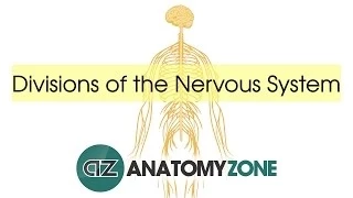 Divisions of the Nervous System - Neuroanatomy Basics