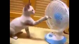 Funny Cats   Videos Full HD