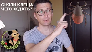 Сняли клеща с собаки, когда появятся первые симптомы?