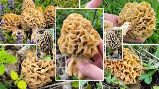 Speisemorchel Verwechslung | Wo findet man Morcheln? Rezepte für Morcheln | Morchella esculenta