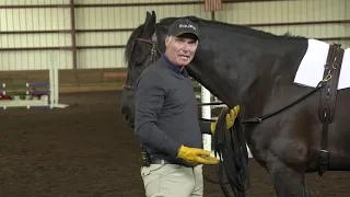 Longeing - Technique Using Side Reins