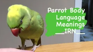 INDIAN RINGNECK PARROT body language | meanings (part 1)