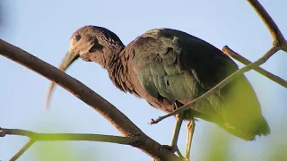 Coró-coró