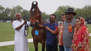 MILK TEETH COLT  CATEGORY MARWARI HORSE SHOW JODHPUR 2024#jodhpur