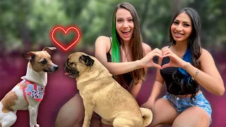 NOSSOS CACHORROS SE APAIXONARAM!!! | Larissa Gaino