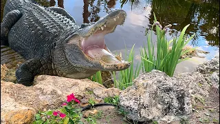 WILD Alligator DEATH ROLLS in our Koi Pond and EATS "CRUSH" my giant BASS!!!