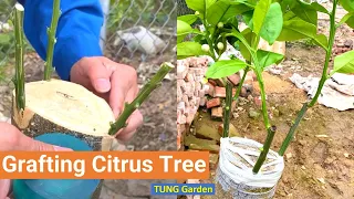 Easy Grafting Citrus Tree For Beginner 100% Work | Tree grafting fruit