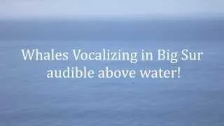 Whales Vocalizing Above Water In Big Sur