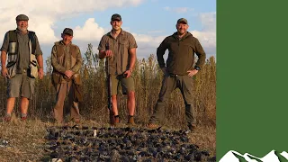 High volume rock pigeon shooting in South Africa