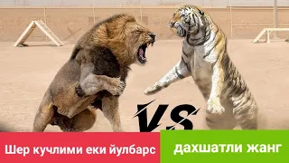 Дахшатли жанг. Шер ва йулбарс жанги.  Daxshatli jang. Sher vs yulbars.