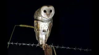 Roadside Barn Owl