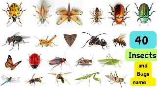 Insects and Bugs name || 40 insects and Bugs name || Insects and Bugs name  || for kids learning