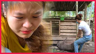 FULL VIDEO: The project of raising wild boar has failed. Building farm, free Life (ep108)