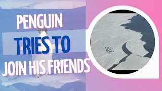 Can This PENGUIN 🐧 Reunite with his Friends #cute #funny #shorts