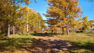 Уходящая осень в Николаевске-на-Амуре / Leaving autumn in the Far East