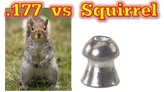 🐿Indiana Squirrel Hunting 2016-2017: .177cal Hollowpoint vs Squirrel