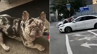 Woman clings to speeding car's hood after French bulldog stolen in Southern California