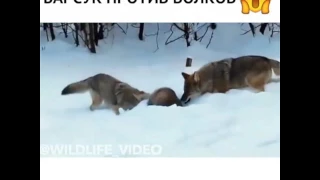 Барсук дал отпор волкам