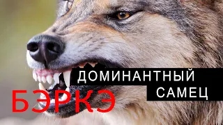 ПОПАЛСЯ ДОМИНАНТНЫЙ САМЕЦ! ВЕС ВОЛКА ДОХОДИТ ДО 65 КГ!