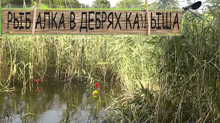 Рыбалка в дебрях камыша в болоте на три удочки Ukrainian fishing