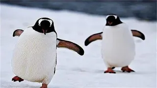 为何企鹅不在北极？运过去可以生存吗？网友：还不够北极熊吃！