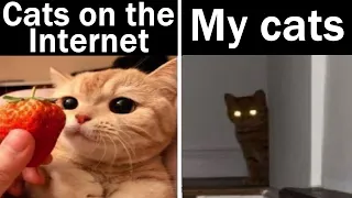 Memes My Cat Sent Me | Nightly Juicy Memes #102